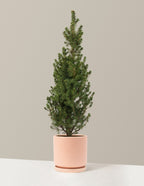 Dwarf Alberta Spruce