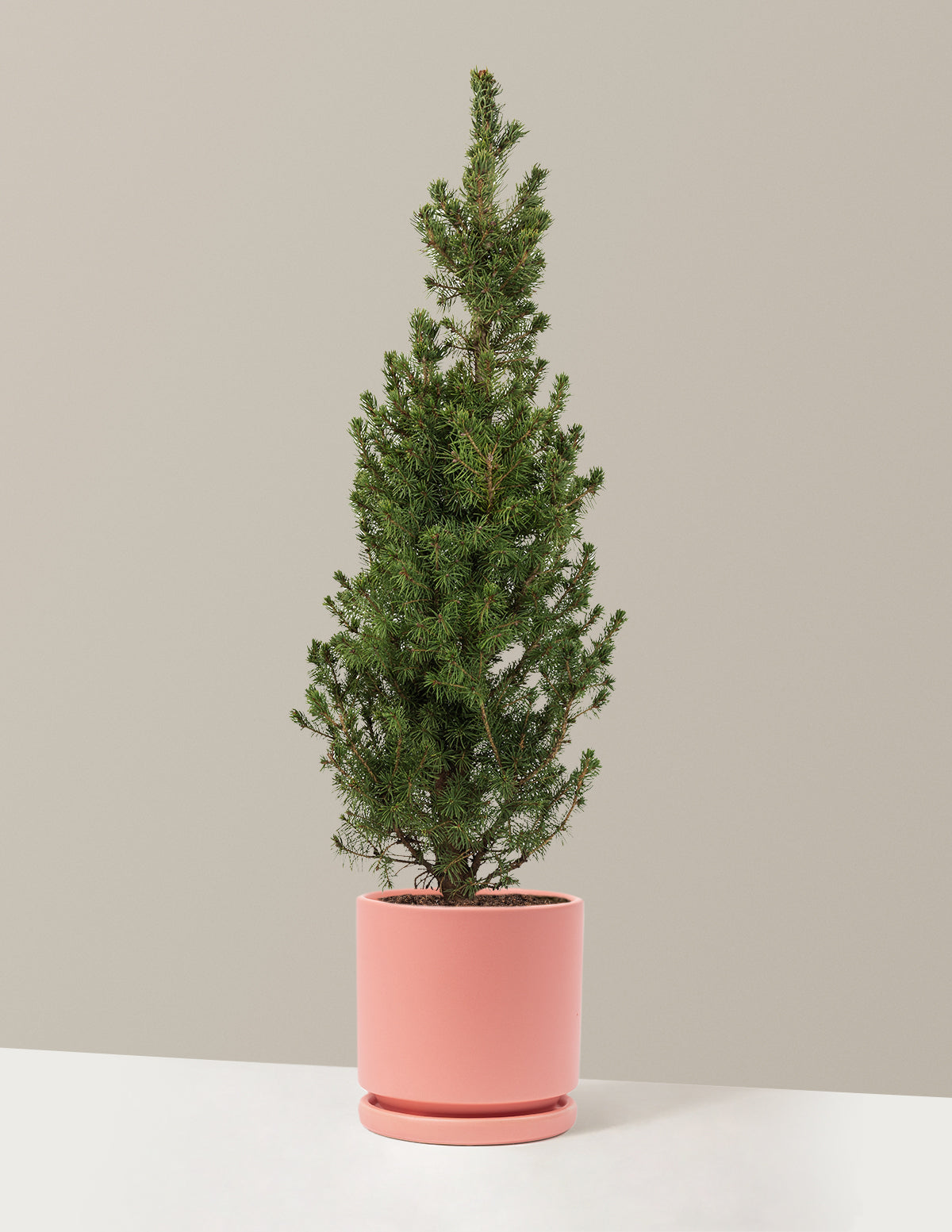 Dwarf Alberta Spruce