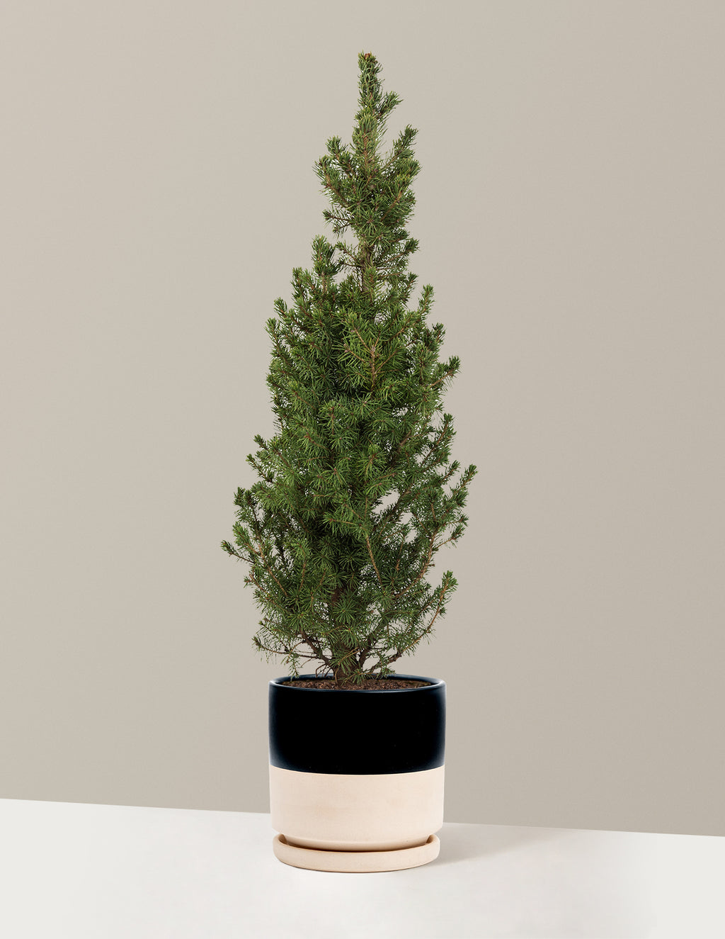 Dwarf Alberta Spruce