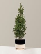 Dwarf Alberta Spruce