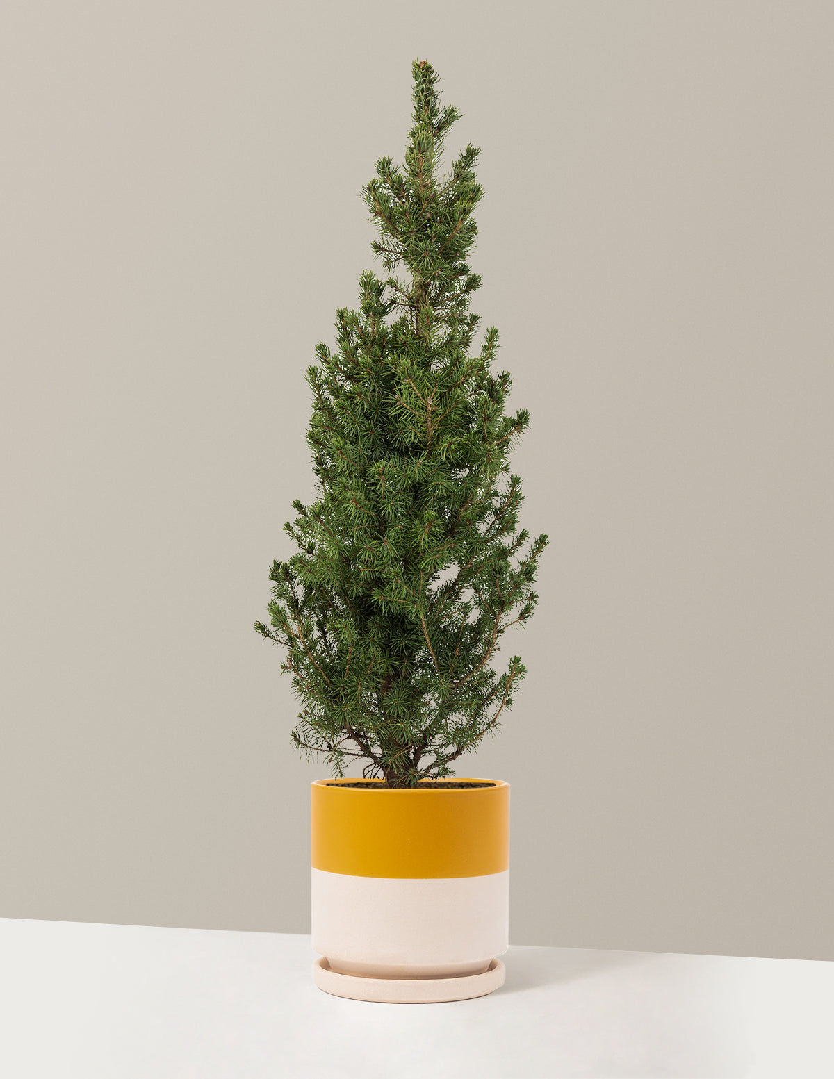 Dwarf Alberta Spruce