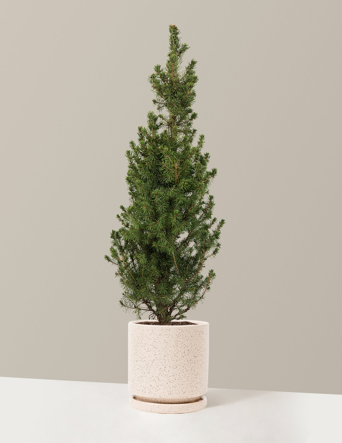 Dwarf Alberta Spruce