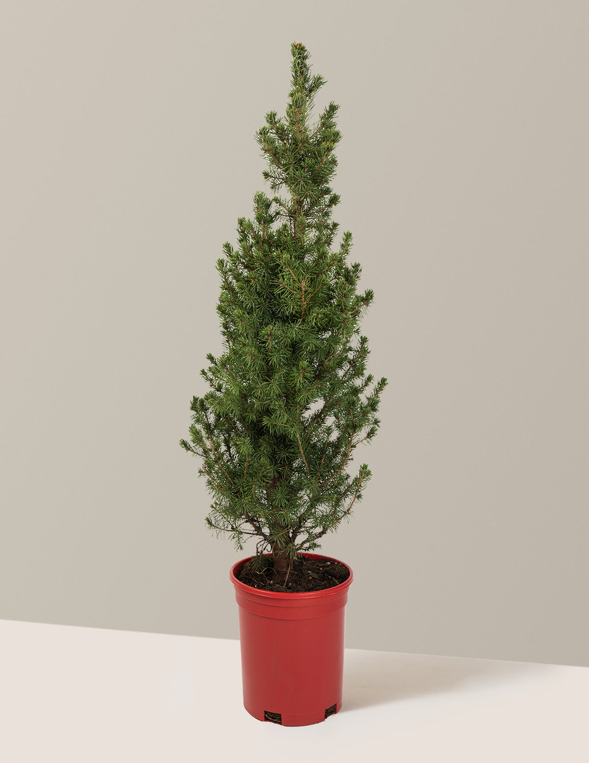 Dwarf Alberta Spruce