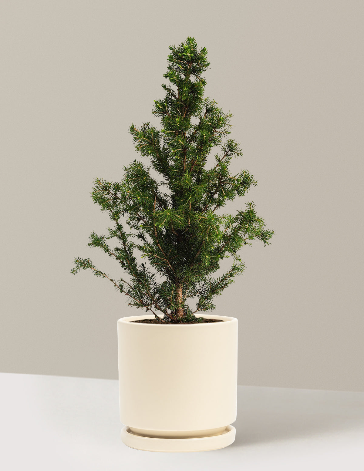 Dwarf Alberta Spruce