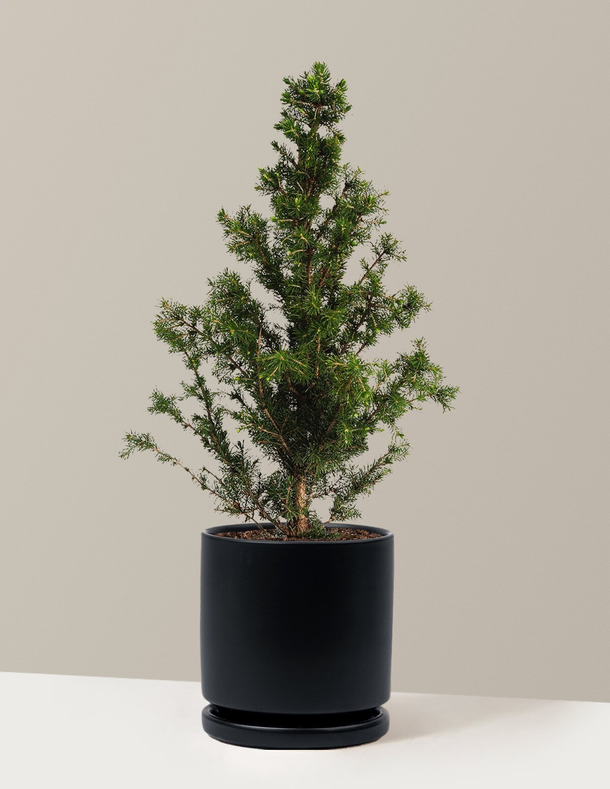 Dwarf Alberta Spruce
