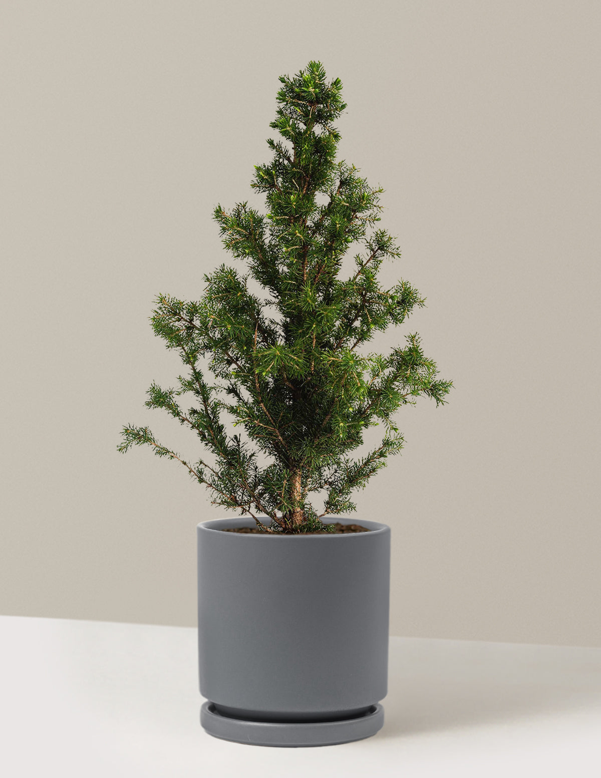 bundle | 1-2ft. | Isabella | Granite