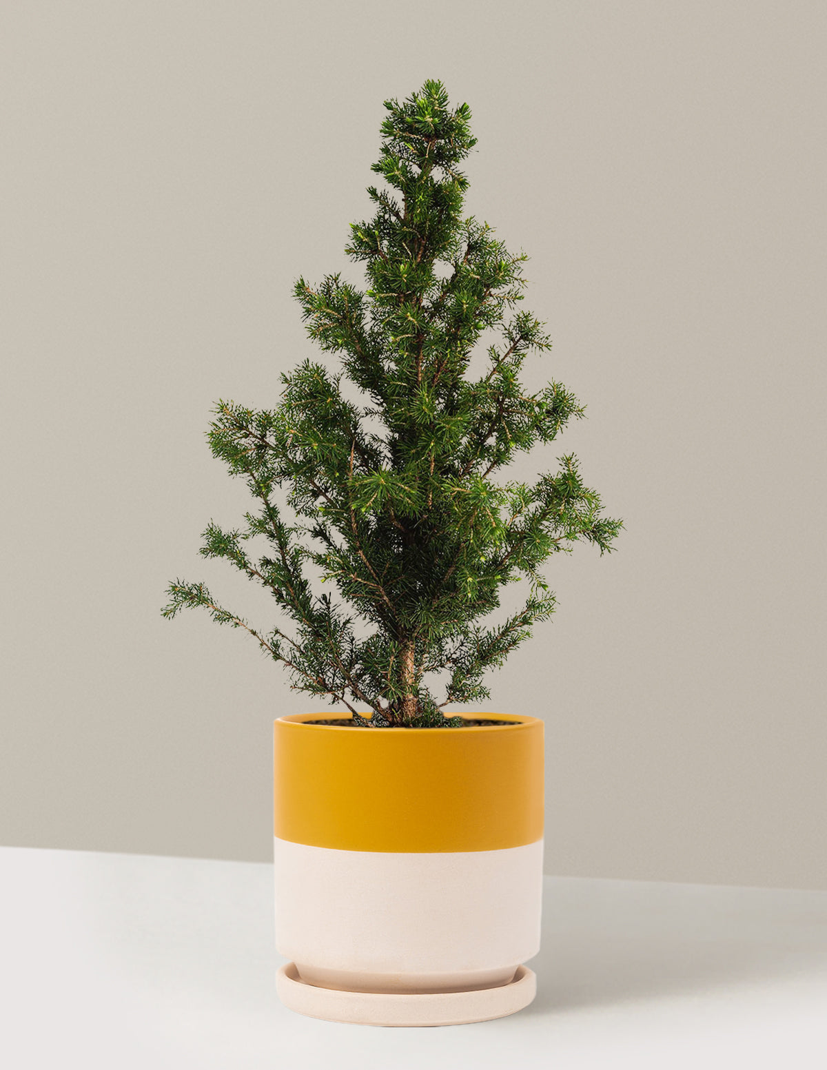 bundle | 1-2ft. | Isabella | Top Half Mustard