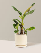 bundle | 1 Gallon | Isabella | Almond