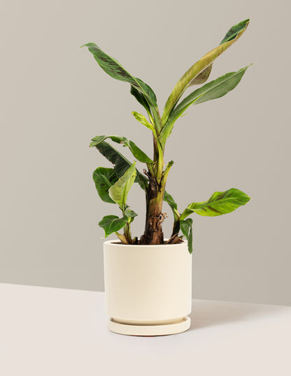 Dwarf Cavendish Banana Tree
