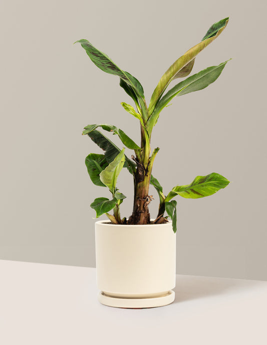 Dwarf Cavendish Banana Tree