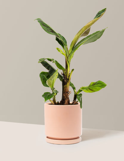 Dwarf Cavendish Banana Tree