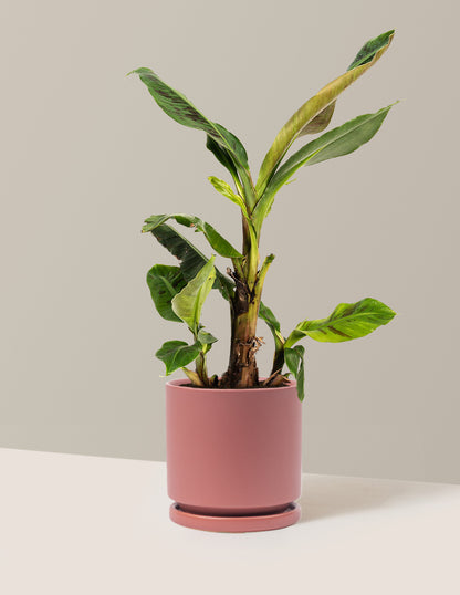 Dwarf Cavendish Banana Tree