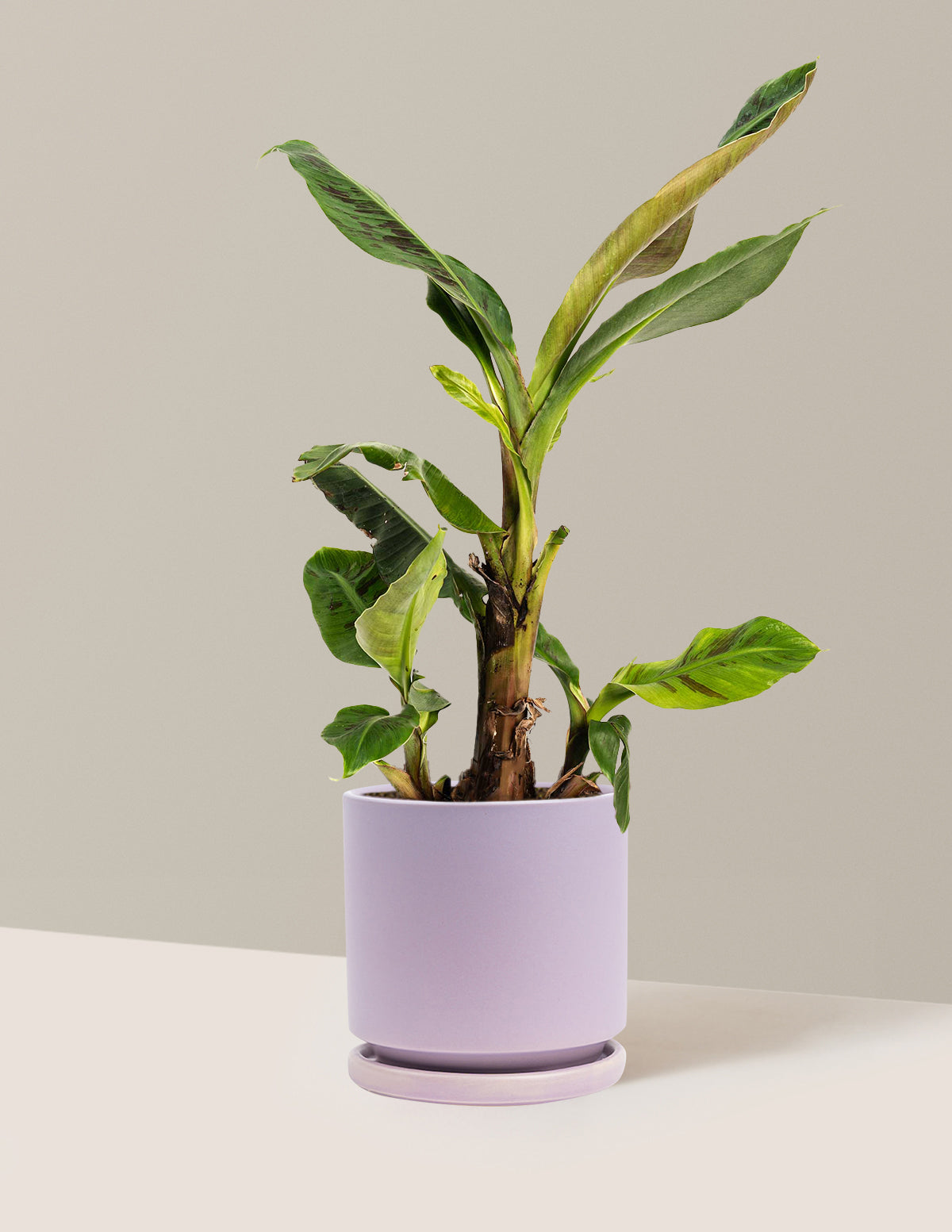 Dwarf Cavendish Banana Tree