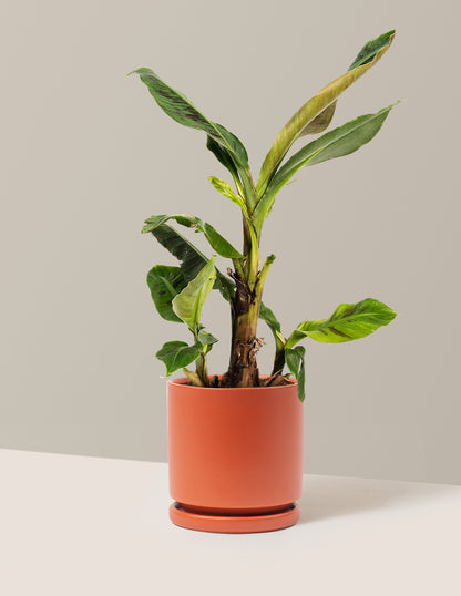 Dwarf Cavendish Banana Tree