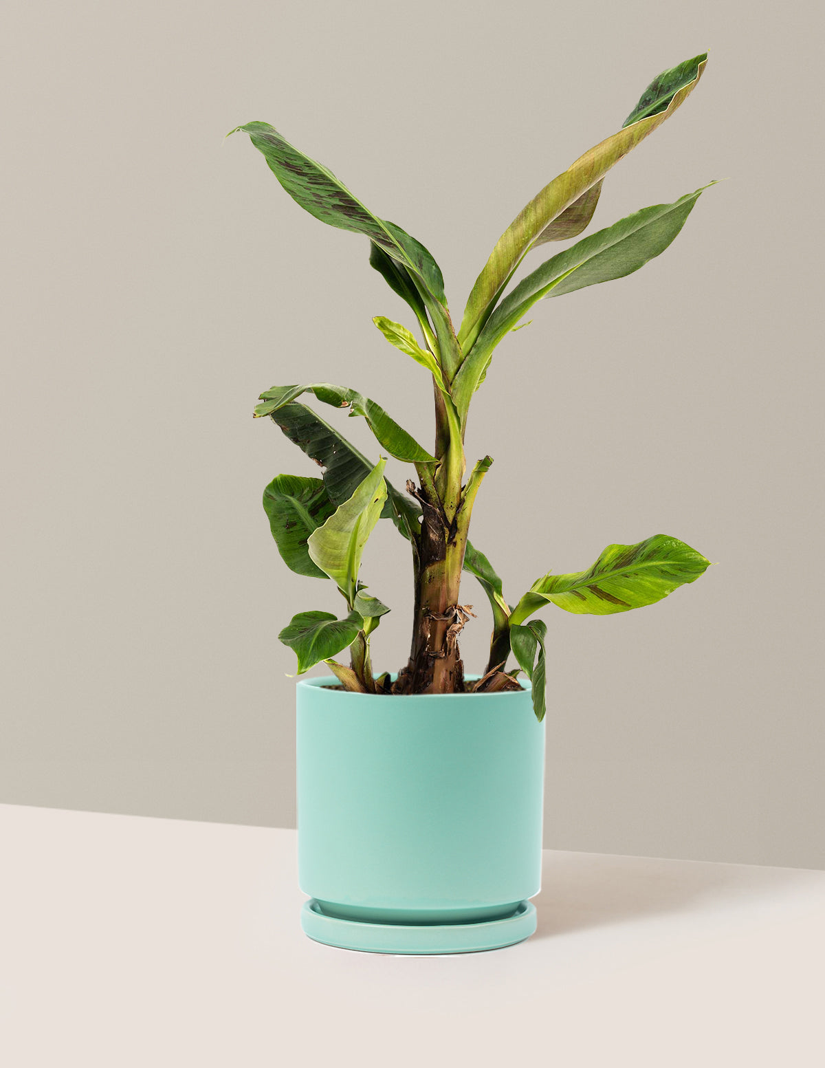 Dwarf Cavendish Banana Tree