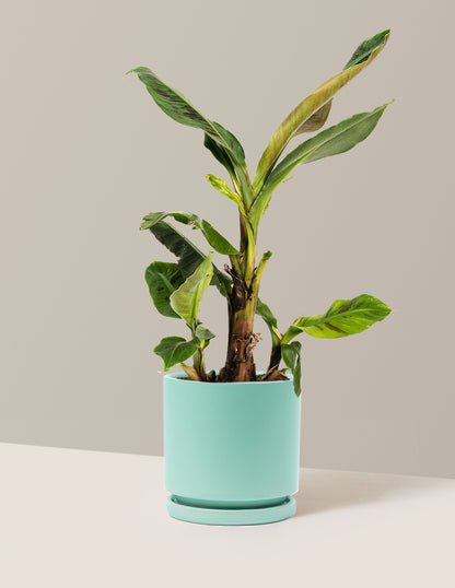 Dwarf Cavendish Banana Tree