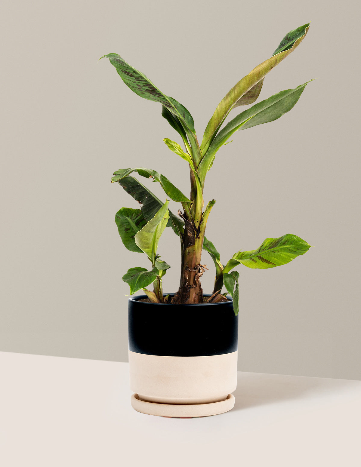 Dwarf Cavendish Banana Tree