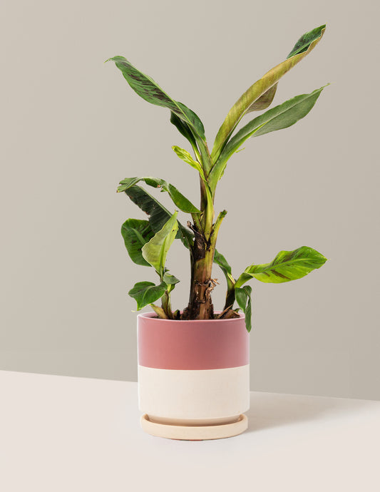 Dwarf Cavendish Banana Tree