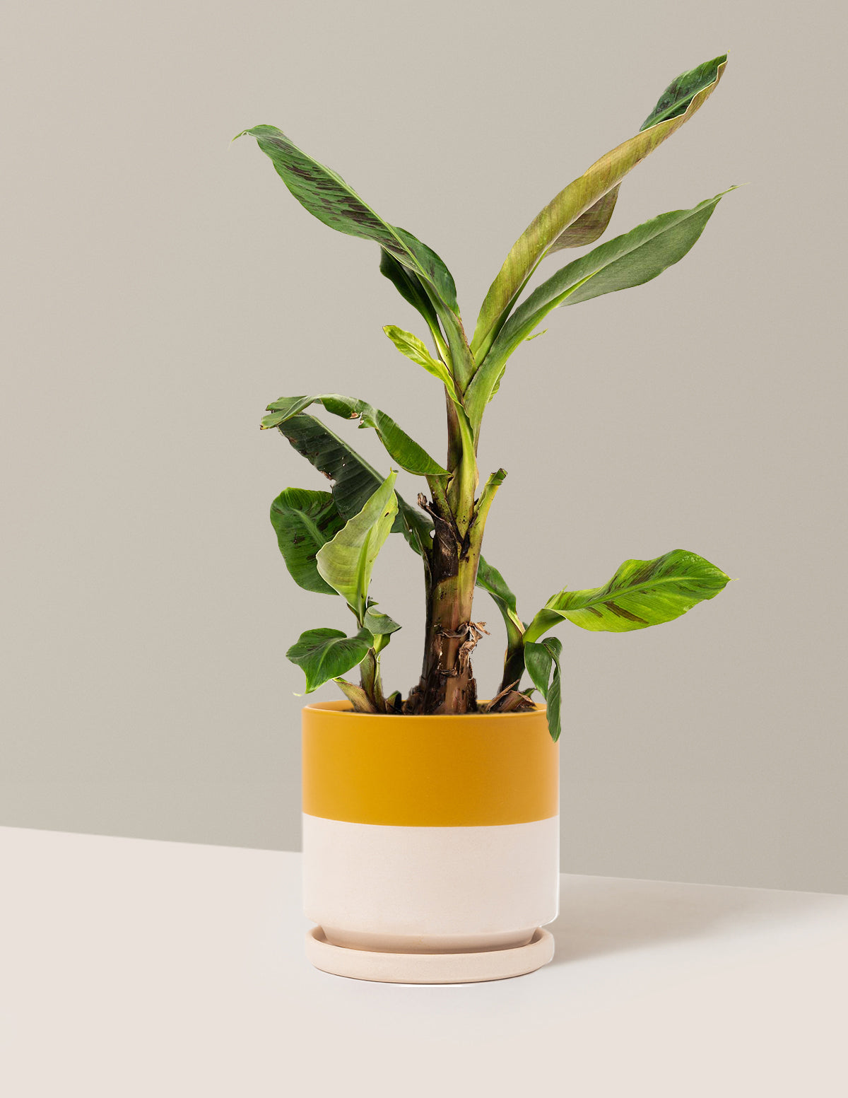 Dwarf Cavendish Banana Tree