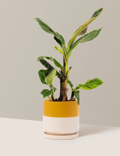 Dwarf Cavendish Banana Tree