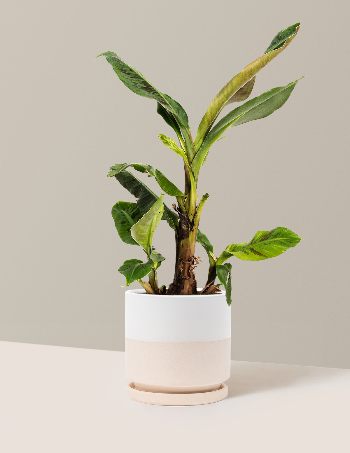 Dwarf Cavendish Banana Tree