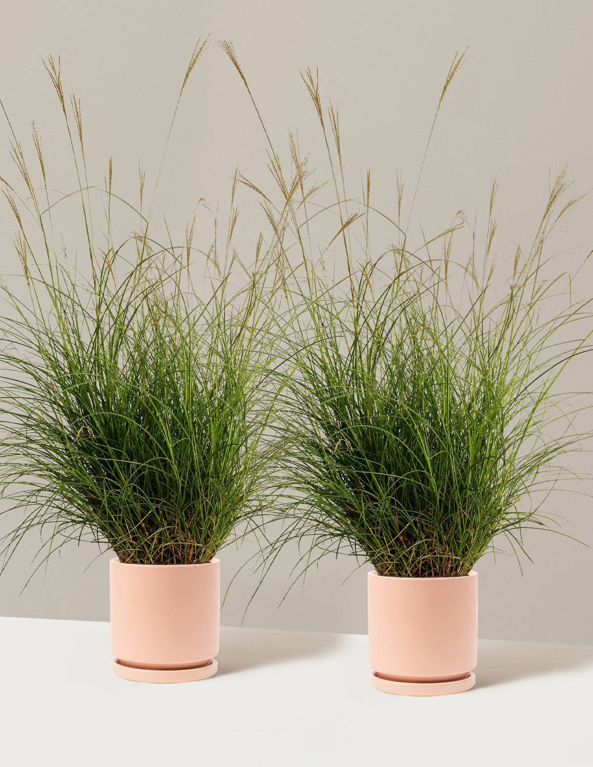 Dwarf Maiden Grass