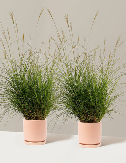 Dwarf Maiden Grass
