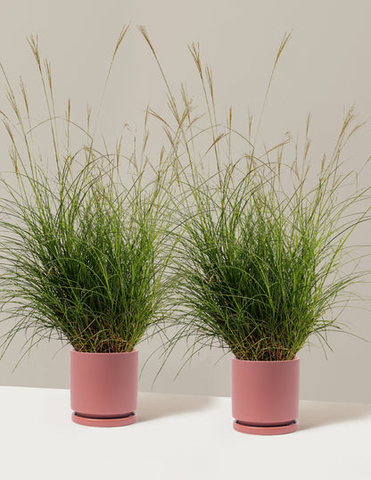 Dwarf Maiden Grass
