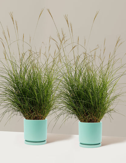 Dwarf Maiden Grass