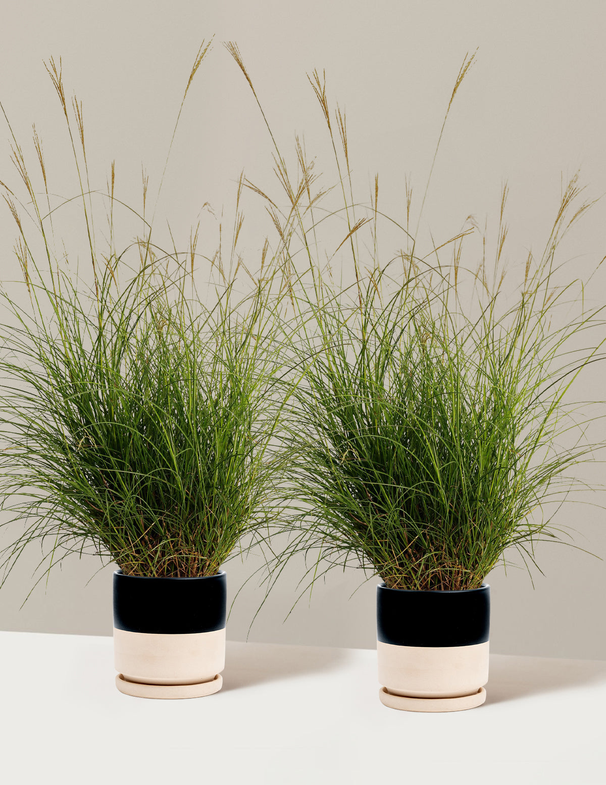 Dwarf Maiden Grass