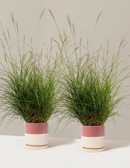 Dwarf Maiden Grass