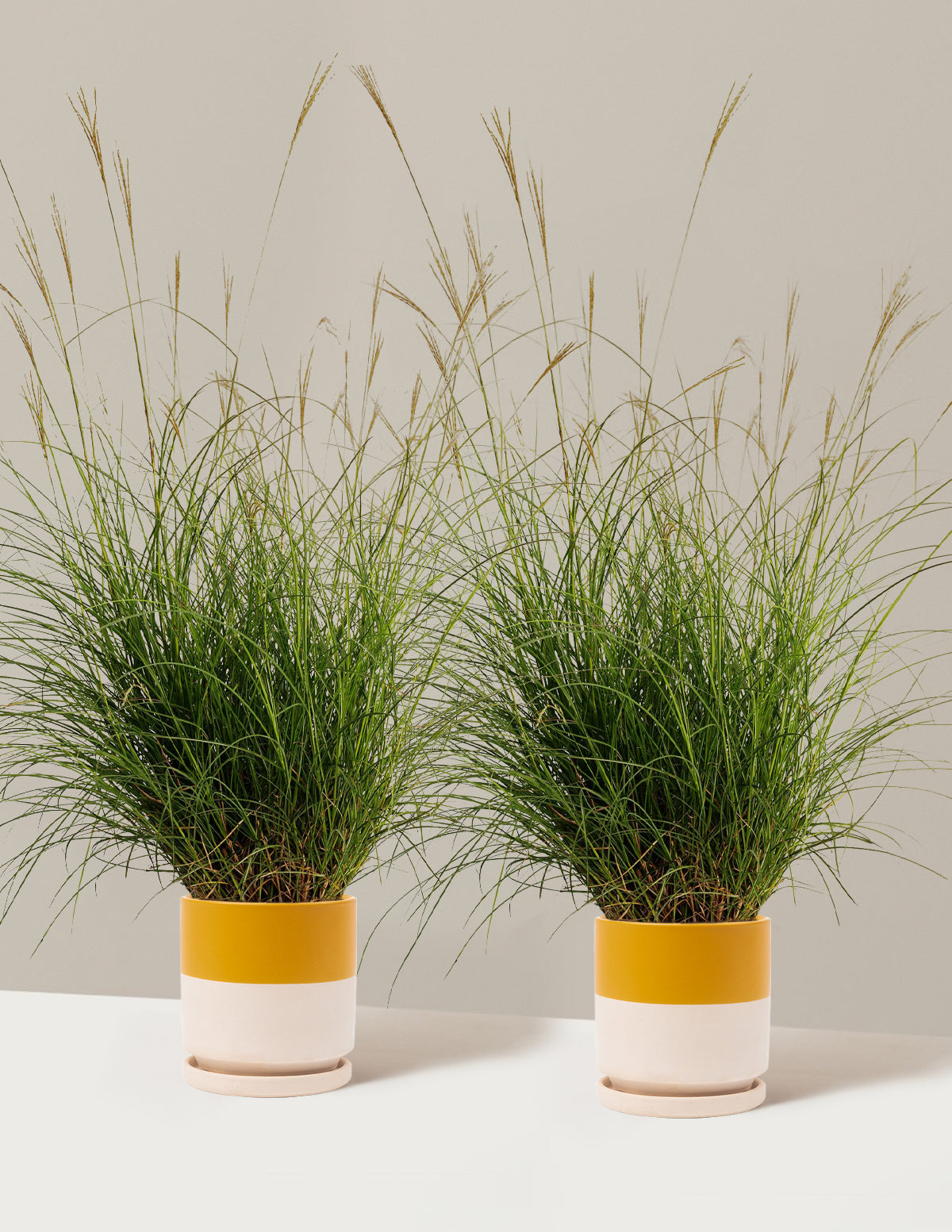 bundle | 1 Gallon - 2-Pack | Isabella | Top Half Mustard