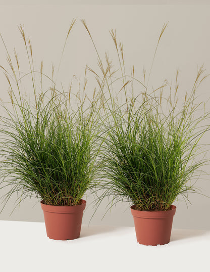 Dwarf Maiden Grass