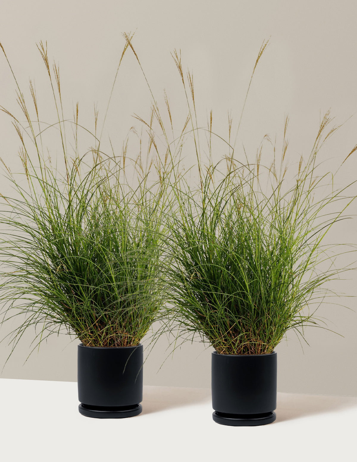 Dwarf Maiden Grass