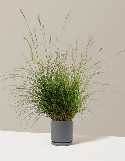 Dwarf Maiden Grass