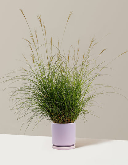 Dwarf Maiden Grass