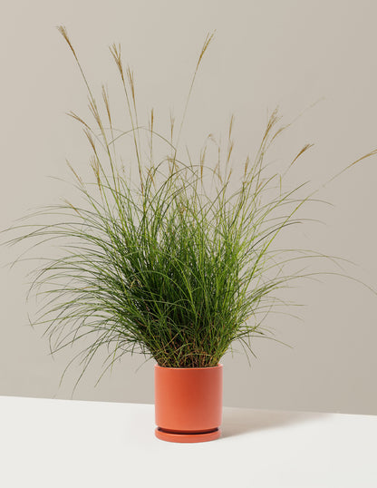 Dwarf Maiden Grass