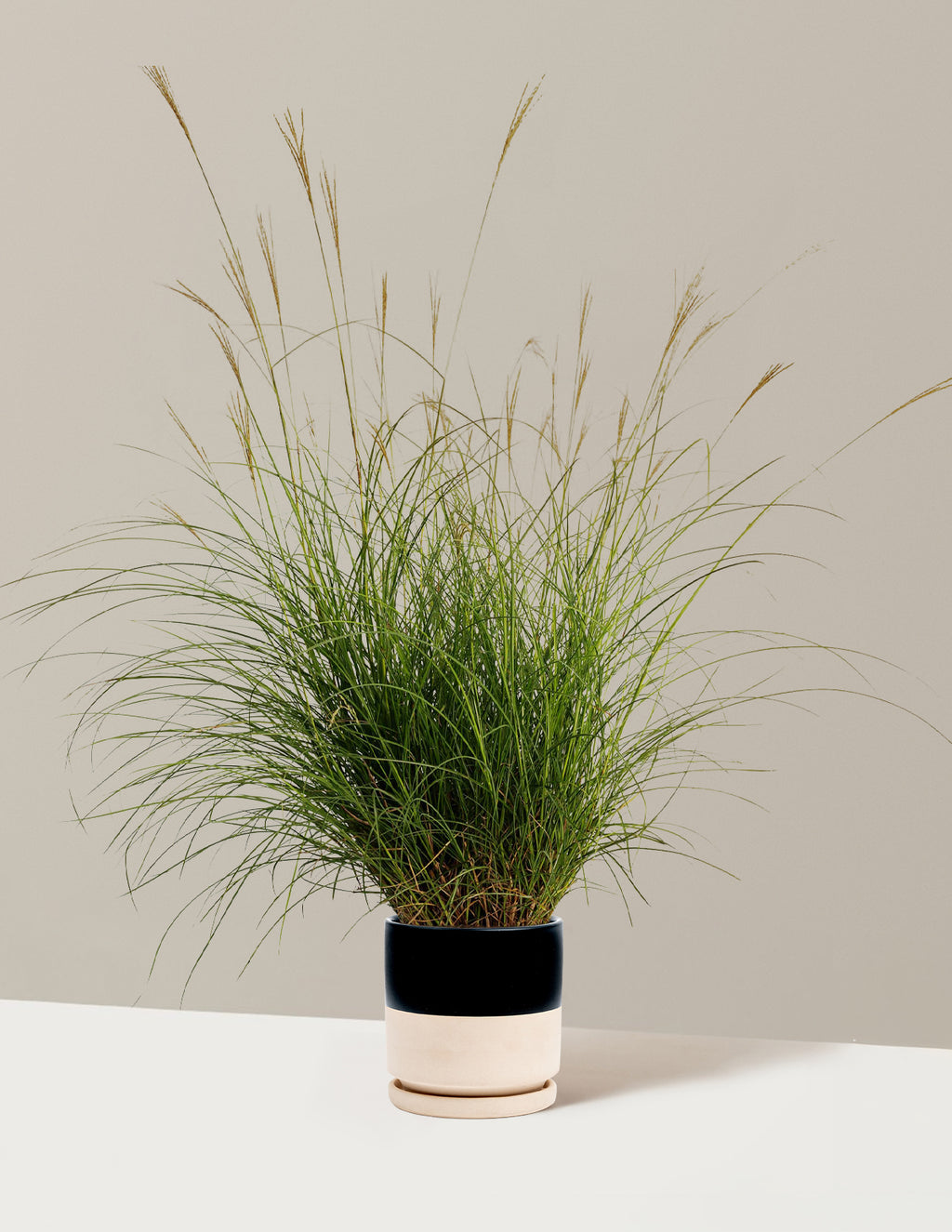 bundle | 1 Gallon - Single | Isabella | Top Half Black