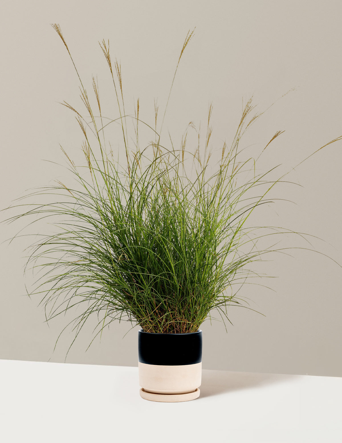 files/the-sill_Medium-Dwarf-Maiden-Grass_Medium-Isabella-Top-Half-Black_Variant.jpg