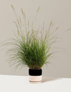 bundle | 1 Gallon - Single | Isabella | Top Half Black