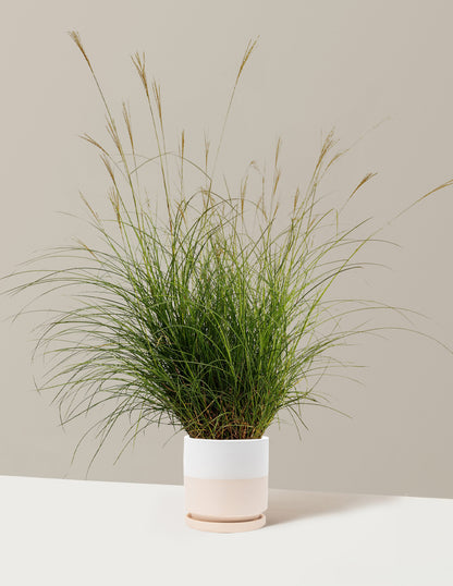 Dwarf Maiden Grass