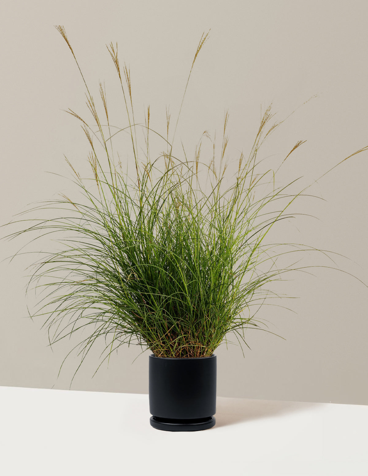 Dwarf Maiden Grass