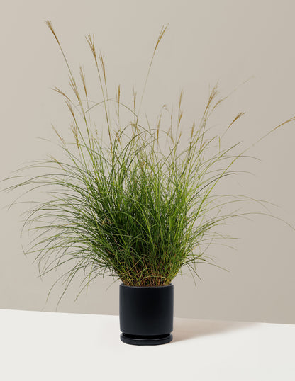 Dwarf Maiden Grass