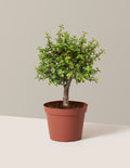 Elephant Bush Bonsai