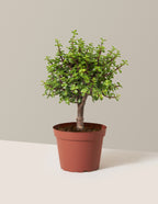 Elephant Bush Bonsai