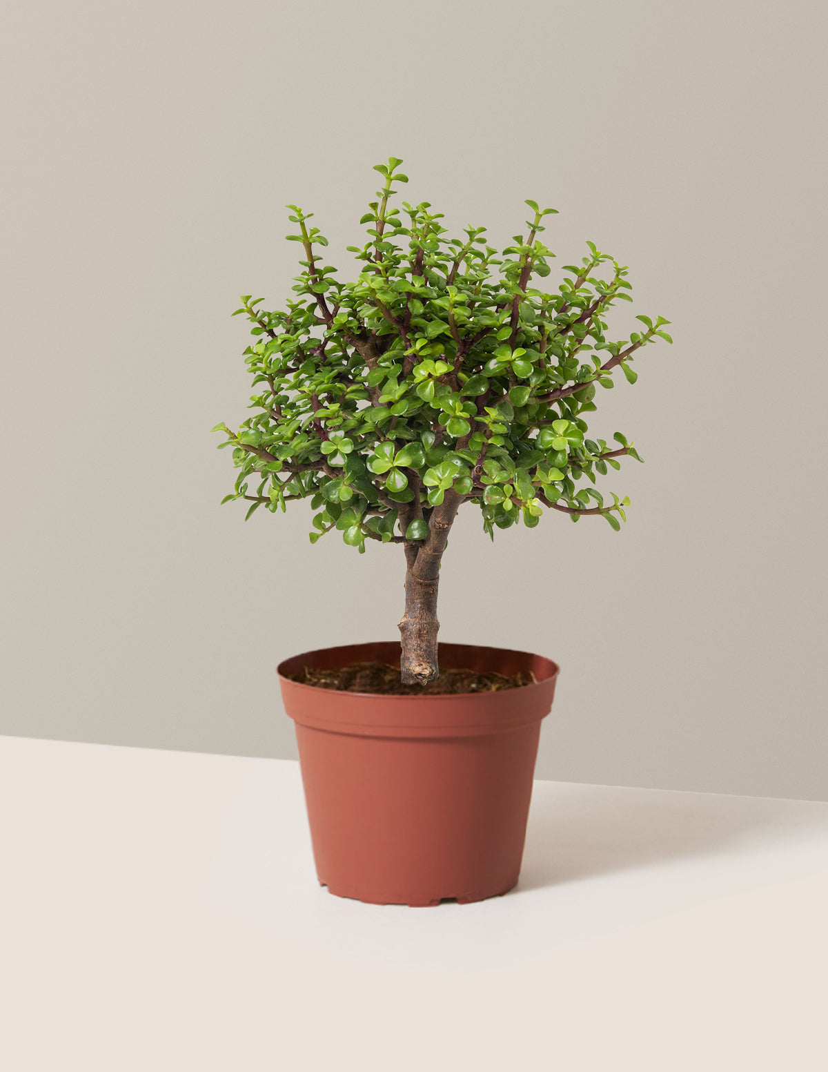 Elephant Bush Bonsai