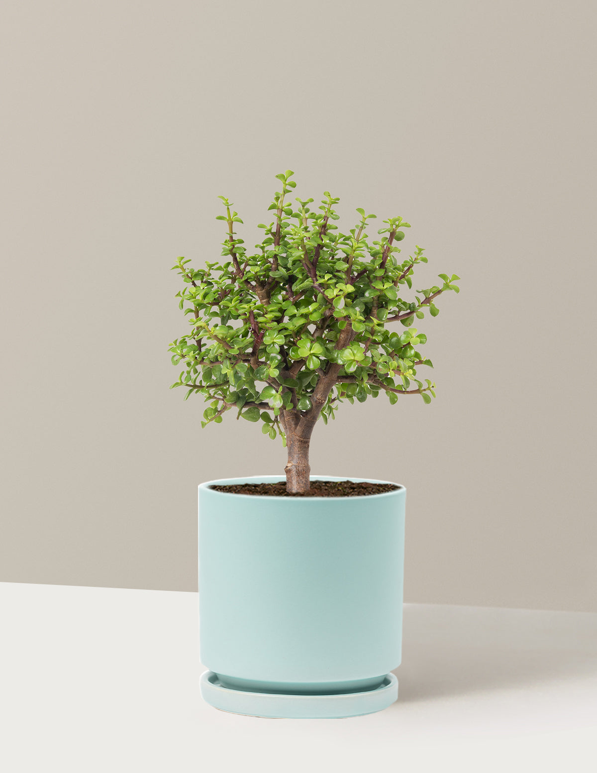 files/the-sill_Medium-Elephant-Bush-Bonsai_Medium_Isbella-Air-Blue_Variant.jpg