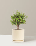 Elephant Bush Bonsai