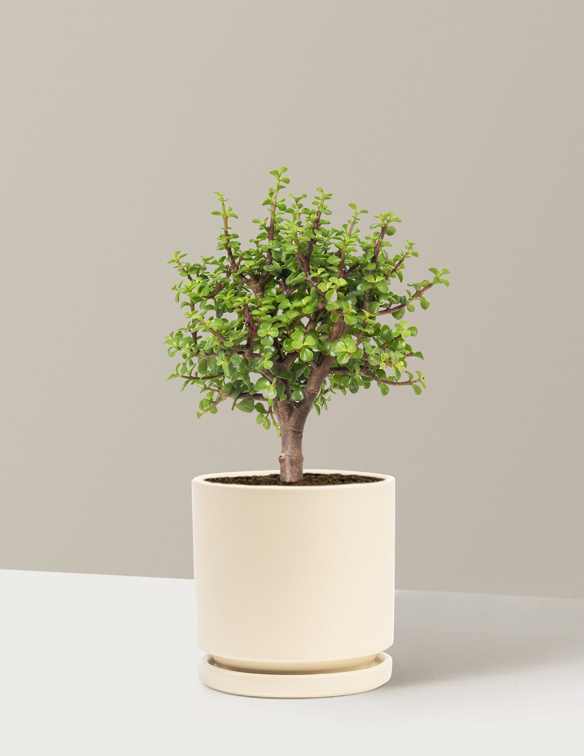 files/the-sill_Medium-Elephant-Bush-Bonsai_Medium_Isbella-Almond_Variant.jpg