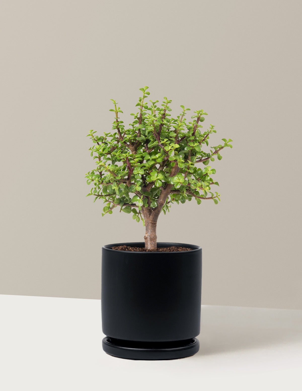 Elephant Bush Bonsai